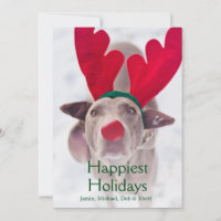 Adult Weimaraner dog wearing red antler headband