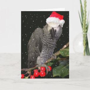 Cartão De Festividades African Grey Parrot Holiday Season