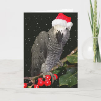 Cartão De Festividades African Grey Parrot Holiday Season