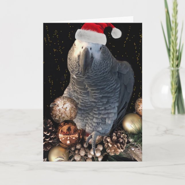 Cartão De Festividades African Grey Parrot Holiday Season Card (Frente)