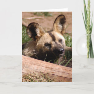 Cartão De Festividades africano-selvagem-cão-012