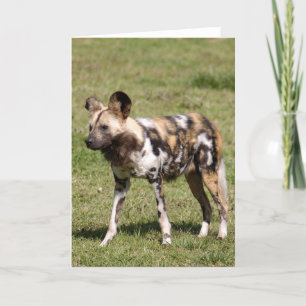 Cartão De Festividades africano-selvagem-cão-016