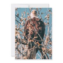 Águia Bald Americano