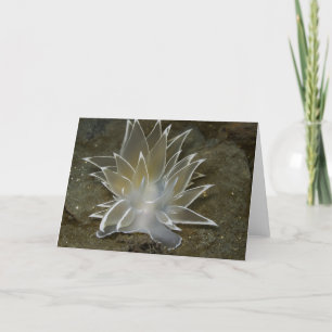Cartão De Festividades Alabaster Nudibranch (Dirona albolineata) - Cartã