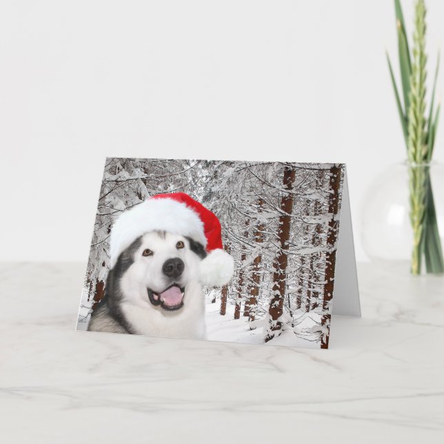 Cartão De Festividades Alaskan Malamute Natal (Frente)