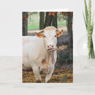 Cartão De Festividades Alimentação de vaca em França
