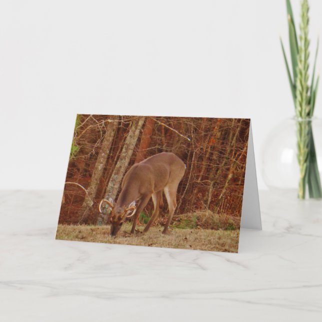 Cartão De Festividades Alimentação dos cervos do fanfarrão do veado da (Frente)