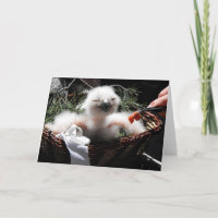 Alimentando um pintinho de águia-coruja