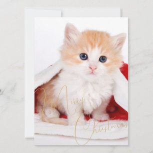 Cartão De Festividades Amantes de Animais da Moda Feliz Natal