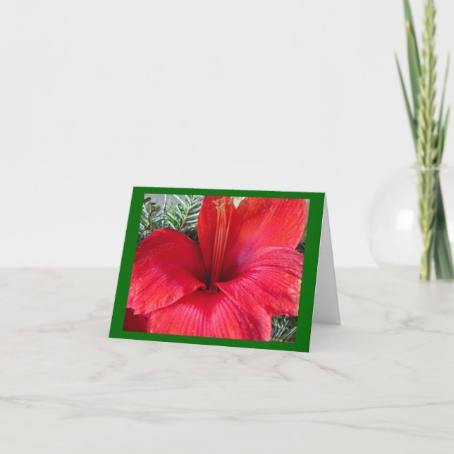 Cartão De Festividades Amaryllis Blossom (Frente)