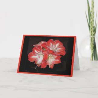 Cartão De Festividades Amaryllis card
