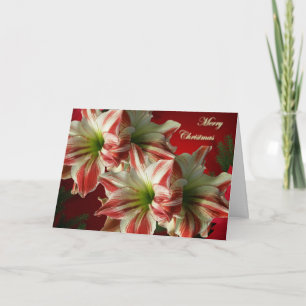 Cartão De Festividades Amaryllis Christmas Card