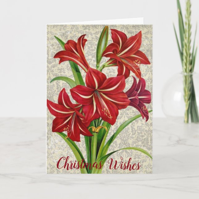 Cartão De Festividades Amaryllis, desejos de Natal. (Frente)