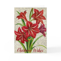 Amaryllis, desejos de Natal.