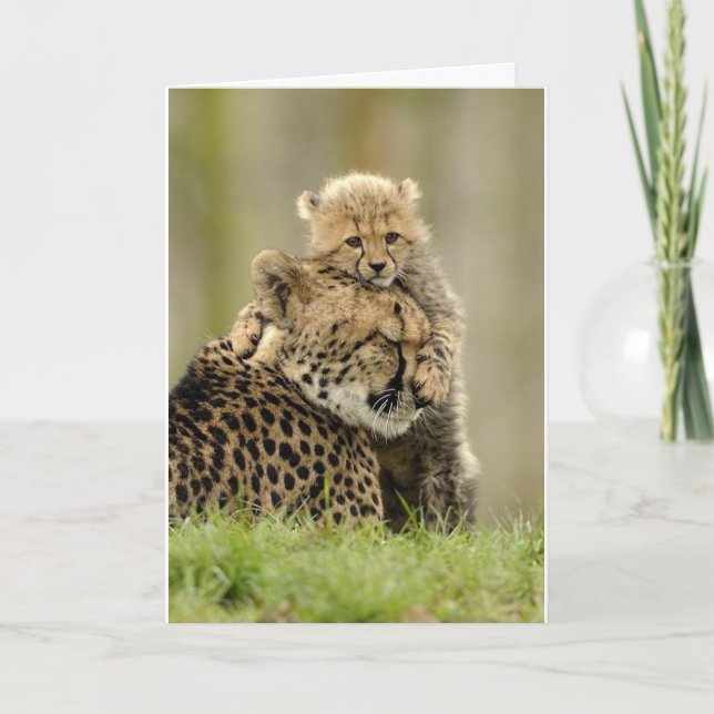 Cartão De Festividades Ame Minha Mamãe (Frente)