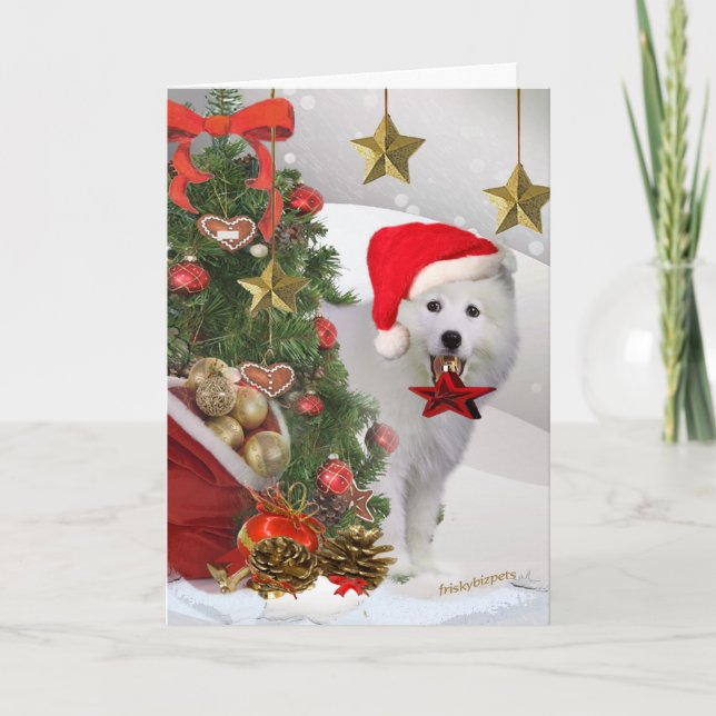 Cartão De Festividades American Eskimo Christmas Star Cards (Frente)