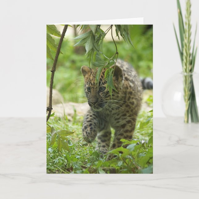 Cartão De Festividades Amur Leopard Cub (Frente)