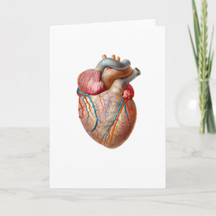 Cartão De Festividades Anatomical Heart Valentines Day Card