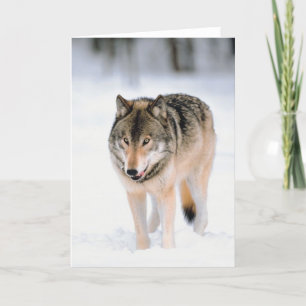 Cartão De Festividades Animais Fora Da Neve
