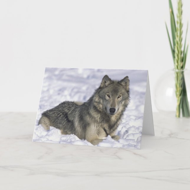 Cartão De Festividades Animais Na Neve (Frente)