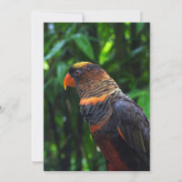 Arara