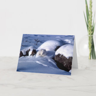 Cartão De Festividades Arctic Fox Greetings Card