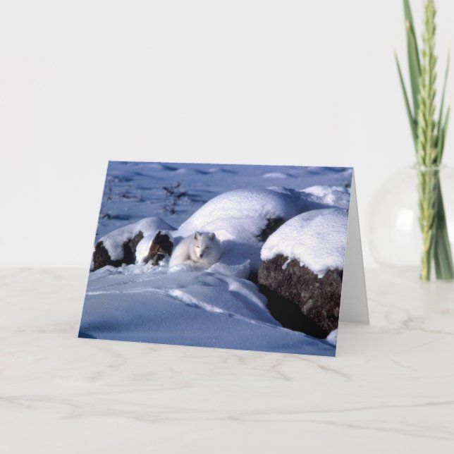 Cartão De Festividades Arctic Fox Greetings Card (Frente)