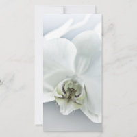 Arte Botânica de Orquídea Branca Elegante