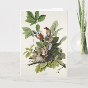 Cartão De Festividades Arte de ninho de pássaro do melro-americano Audubo