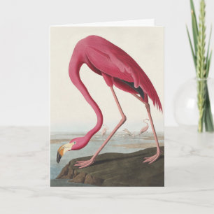 Cartão De Festividades Arte de Pássaro Rosa Flamingo Americano Audubon Vi