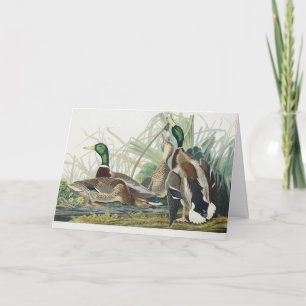 Cartão De Festividades Arte de vida selvagem do pato-real de Audubon Vint