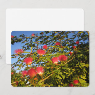 Cartão De Festividades Árvore de Seda Persa