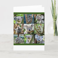 Australian Koala in Eucalyptus Tree