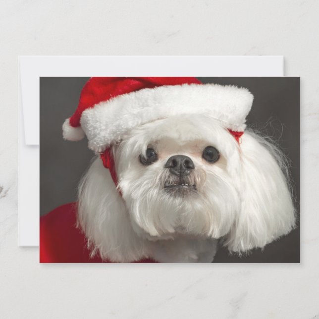 Cartão De Festividades Awkward Santa dog (Frente)