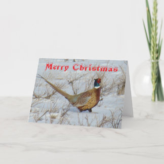 Cartão De Festividades B22 Ring-Necked Pheasant in Snow Christmas Card