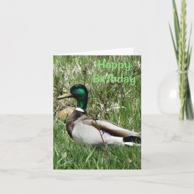 Cartão De Festividades B55 Mallard Duck Drake Greenhead in the Grass (Frente)