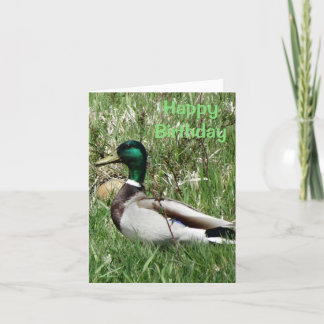 Cartão De Festividades B55 Mallard Duck Drake Greenhead in the Grass