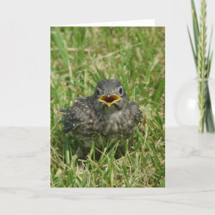 Cartão De Festividades Baby Bluebird