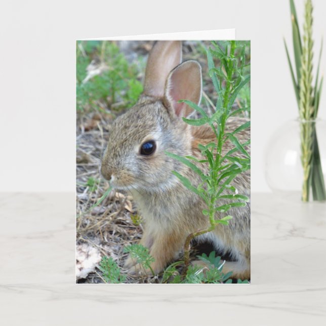 Cartão De Festividades Baby Bunny Rabbit Greeting Card (Frente)