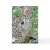 Baby Bunny Rabbit Greeting Card