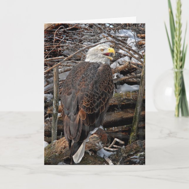 Cartão De Festividades Bald Eagle by Snowy Nest Holiday Card (Frente)