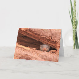 Cartão De Festividades Banded mongoose, Tanzania