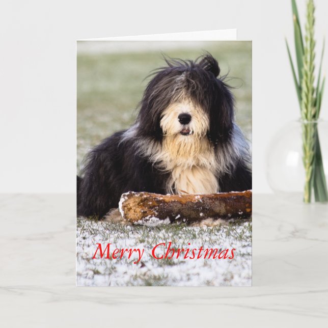 Cartão De Festividades Bearded Collie (Frente)