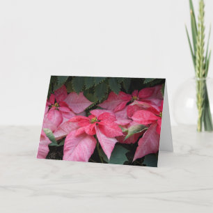Cartão De Festividades Beautiful Poinsettias Photo Christmas Card