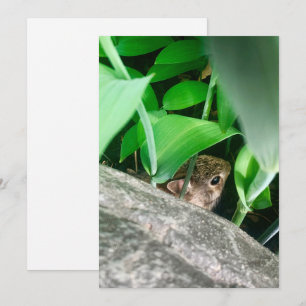 Cartão De Festividades Bebê Rabbit