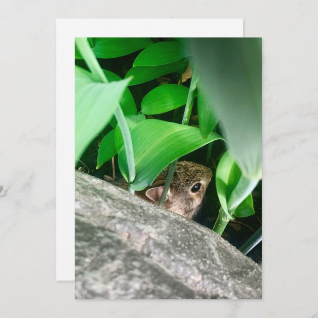 Cartão De Festividades Bebê Rabbit (Frente/Verso)