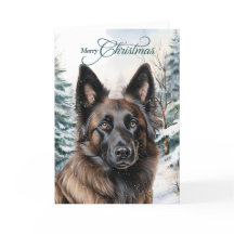 Belga Tervuren Woodland Forest Feliz Natal