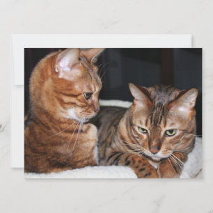Cartão De Festividades Bengala Cats Adicione Sua Própria Saudação De M