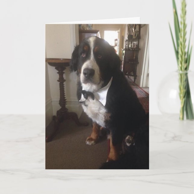 Cartão De Festividades Berner Nation Greeting card (Frente)