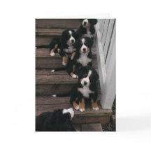 Berner Nation greeting cards
